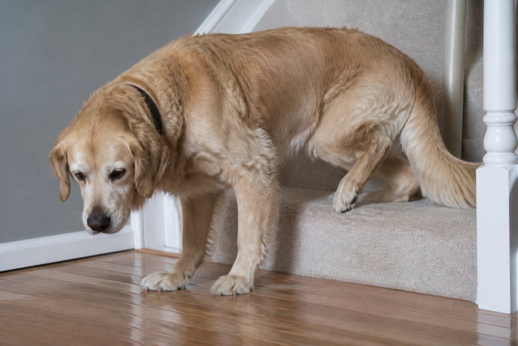 Signs of Joint Pain in Dogs: A 2026 Guide