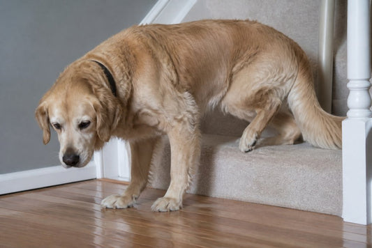 Signs of Joint Pain in Dogs: A 2026 Guide
