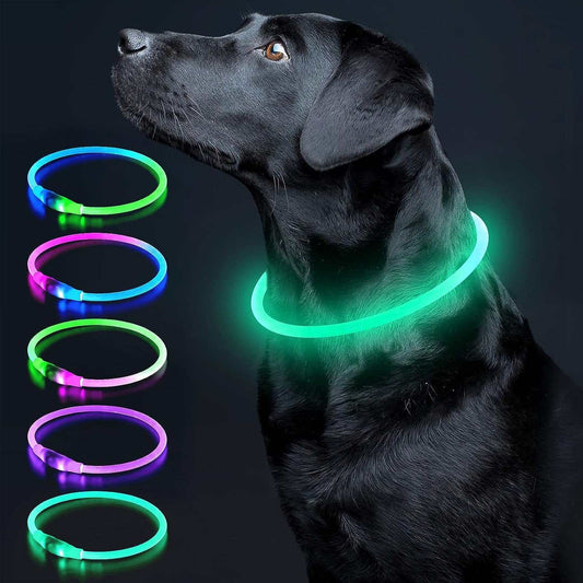 Cyan LED dog collar glowing with USB rechargeable light for safety and visibility