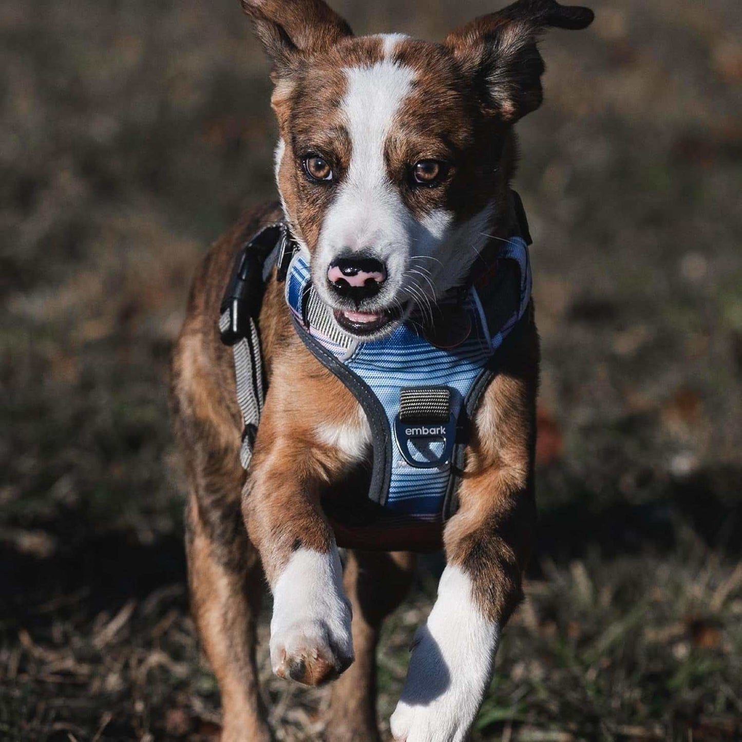 Embark Adventure Small Dog Harness – No-Pull, Reflective Trim, Military-Grade Nylon, Front Clip with Gel-Lined Handle