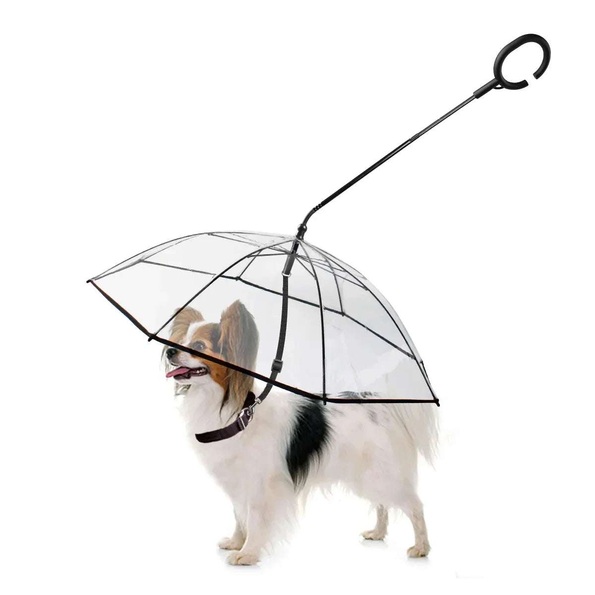 Small dog under clear dog umbrella with built-in leash on rainy walk