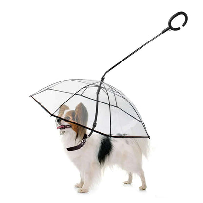 Small dog under clear dog umbrella with built-in leash on rainy walk